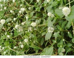 Image result for Gomphrena celosioides