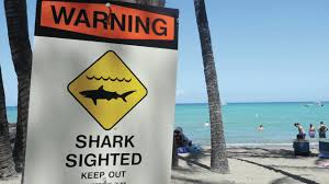 A shark sighting in port phillip bay could shatter beach lovers' dreams of a dip after filthy water made swimming impossible for more than a week. Visitor 65 Hospitalized After Shark Attack At Anaehoomalu Bay West Hawaii Today