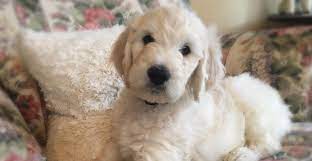 Apparently, others felt the same way and introduced the poodle and voila…a breed with that lovable, loyal personality of the golden retriever with the low shedding coats of the poodle. Britannia Farms English Teddy Bear Goldendoodles