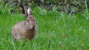 2021 findet die osterzeit vom 2. Tschuss Ostern Bis Nachstes Jahr Greifswaldernet
