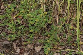 Image result for Grona barbata