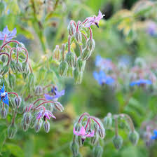 Used widely in many holistic practices. 10 Bee Friendly Herbs Ideal Home