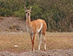 Vicuña mackenna 10477 metro san josé de la estrella. Vicuna Kids Britannica Kids Homework Help