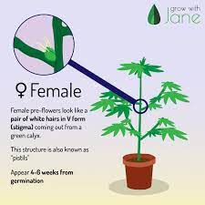 The formation of small sacs in the node indicates a male plant. Identify Male Female And Hermaphrodite Cannabis Plants