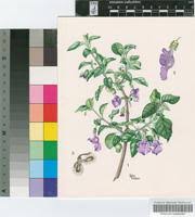 Image result for Tinnea