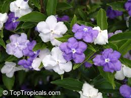 Image result for Brunfelsia australis