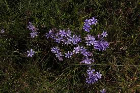 Image result for Afrosolen setifolius