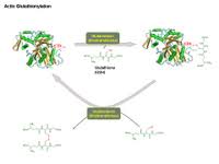 Here we employ tpts using two orthogonal split intein pairs to insert synthetic peptides into proteins between two splice sites (a and b). Scienceslides Protein Modifications Ppt