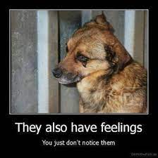 Although this might seem like an overwhelming task, there are many ways you can help dogs. Nomoreanimalabuse Repost Animals Dogs Save Animals