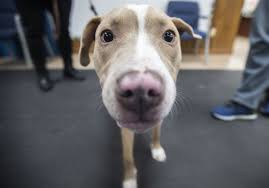 List of veterinary clinics and animal hospitals servicing florida. Canine Vaccine Clinic Planned For Weekend In East Toledo The Blade