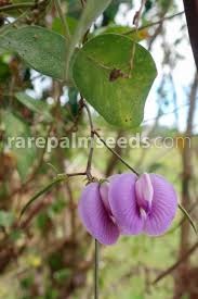 Image result for Centrosema