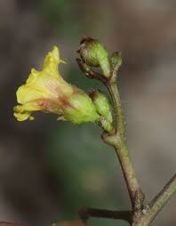 Image result for Merremia emarginata