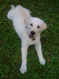 Milky Way Breeder White Labradors Yellow Lab Puppies Lab Puppies White Lab Puppies