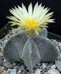 You may do so every spring or summer or only when you feel that the cactus has outgrown its current pot. Astrophytum Myriostigma Bishop S Cap Cactus Kyle S Plants