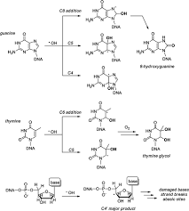 Viele sagen, die sind jung, denen passiert nichts. Effects Of Ionizing Radiation On Biological Molecules Mechanisms Of Damage And Emerging Methods Of Detection Antioxidants Redox Signaling