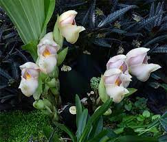 Baharın gelmesi ile her yerde güzel bir görüntü sunan çiçeklerin isimlerini ve özelliklerini sizin için blogumuzda bir araya getirdik! En Guzel Cicek Isimleri Ve Ozellikleri Salon Bahce Cicekleri Isimleri