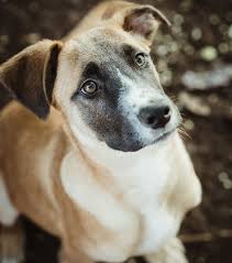 083 659 5482/082 374 9905 Home Spca Kloof And Highway