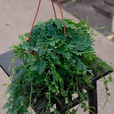 Image result for Selaginella tenerrima
