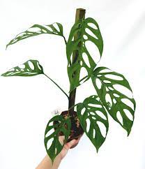 Just as easy as propagating. Monstera Adansonii Ssp Laniata Furniture Home Living Gardening Plants Seeds On Carousell
