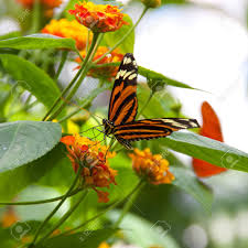 The florals are great to create colorful vase decor, or use to enhance fall flower bouquets. Colourful Butterfly On Green Leaf With Orange Flowers In The Stock Photo Picture And Royalty Free Image Image 85903911
