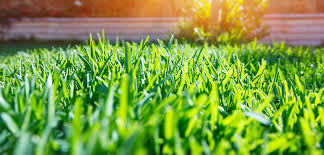 If you notice your lawn has a white tint after mowing, the mower blades need to be sharpened. Create Glowing Green Grass With These 5 Fall Lawn Care Tips Rootwell Products Inc