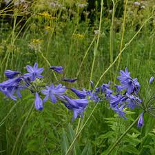 Image result for Agapanthus campanulatus