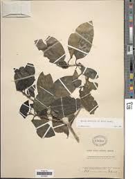 Image result for Coptosperma zygoon