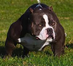 American Bullies Why Dog Owners Love Owning This Breed