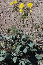 Image result for Secamone brevipes