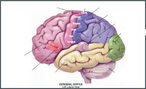 Cns Pns Diagram Quizlet