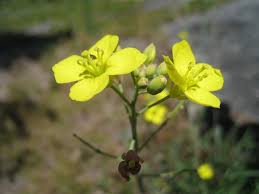 Image result for Diplotaxis