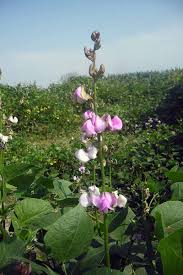 We did not find results for: How To Grow Hyacinth Bean Vines Gardener S Path