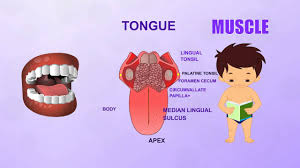 Muscle extending from the temporal fossa to the coronoid process of the mandible. Muscle Human Body Parts Pre School Animated Videos For Kids Youtube