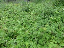 Image result for Rubus kirungensis