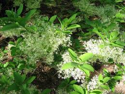 Image result for Chionanthus foveolatus