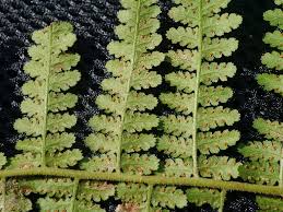 Image result for Hypolepis