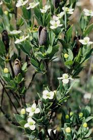 Image result for Montinia