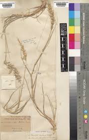 Image result for Schmidtia pappophoroides