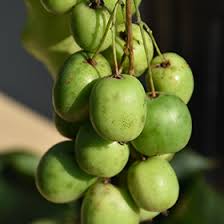 Image result for Actinidia