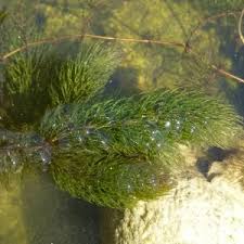 Image result for Ceratophyllum