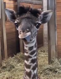 Check spelling or type a new query. Baby Giraffe Sticking His Tongue Out Aww