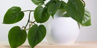 Heart leaf philodendron is typically a vining plant that can tolerate shade. Heart Leaf Philodendron Plant Care Guide