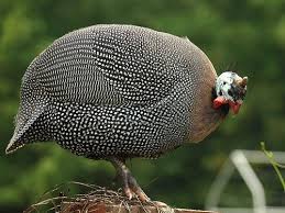 Pin On Animals