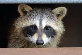 Check spelling or type a new query. How To Get Rid Of Raccoons In Your Garden Humanely
