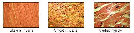 When stretched, tendons exhibit typical soft tissue behavior. Overview Of Muscle Tissue Types Lifetime Fitness And Wellness