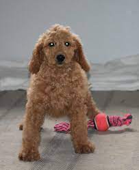 Hope Female F1b Goldendoodle Puppy Syracuse In Goldendoodle Puppy Puppies Goldendoodle Puppy For Sale