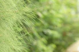 Image result for Casuarina junghuhniana
