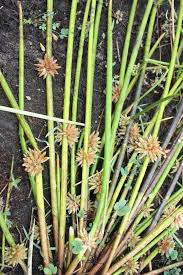 Image result for Schoenoplectiella