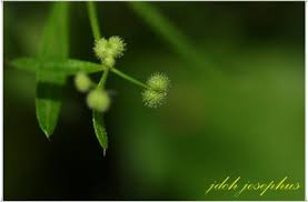 Image result for Galium ossirwaense