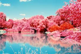 Congo is a 1995 action/adventure film (with a slight comedic streak) based on the novel of the same name written by michael crichton (of jurassic park fame … Learn How To Take Infrared Photography